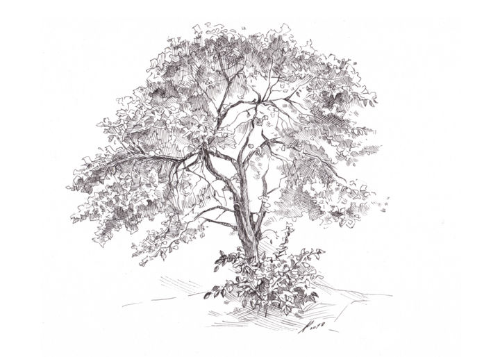 The Old Apple Tree, Drawing by Aleksandr Petrunin | ArtMajeur