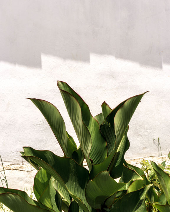 Fotografie getiteld "curvy leaves.jpg" door Ayşe Türkmen, Origineel Kunstwerk