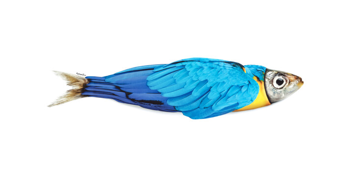 SardiParrot 数字艺术