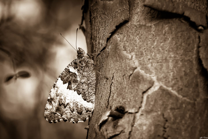Photography titled "...." by Gil Tunez Photographie, Original Artwork