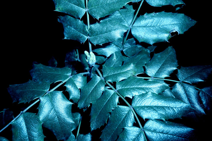 Photography titled "Le Houx" by Lr Photographie, Original Artwork