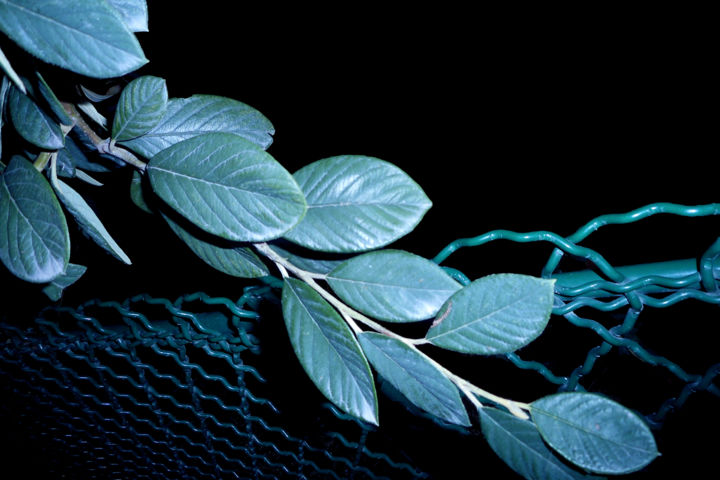 Photography titled "Evasion Végétale" by Lr Photographie, Original Artwork