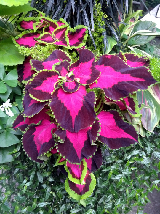 Photography titled "Fuchsia and Purple…" by China Alicia Rivera, Original Artwork
