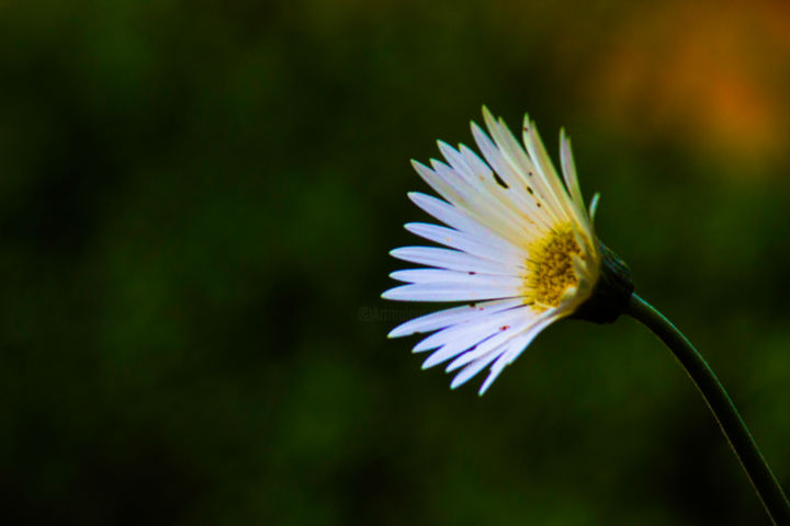 Photography titled "Single Flower" by Robbie Ross, Original Artwork