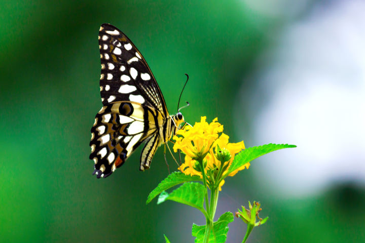 Photography titled "Common Lime Butterf…" by Robbie Ross, Original Artwork