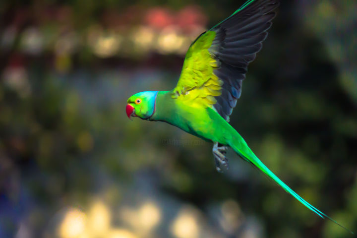 Photography titled "Rose Ringed Parakeet" by Robbie Ross, Original Artwork