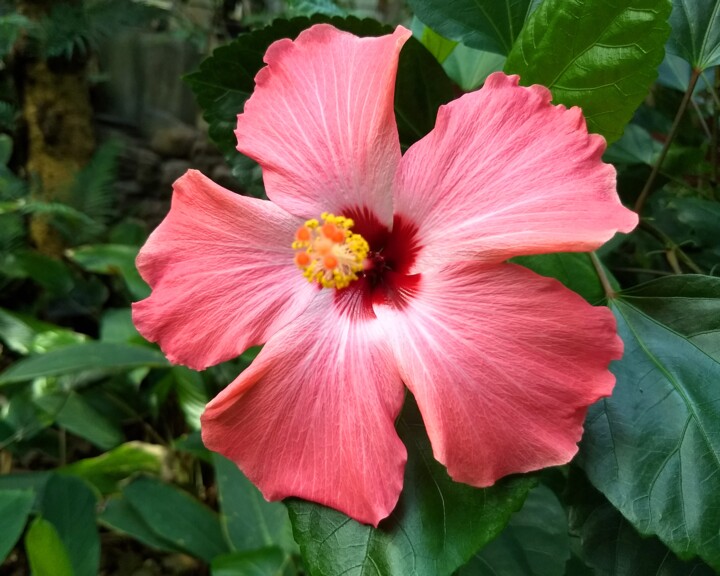 Photography titled "Pink Flower 003" by China Alicia Rivera, Original Artwork, Non Manipulated Photography