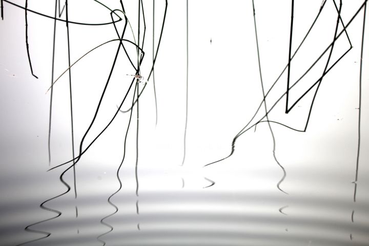Photography titled "Binsen 23" by Daniel Rohrbach, Original Artwork