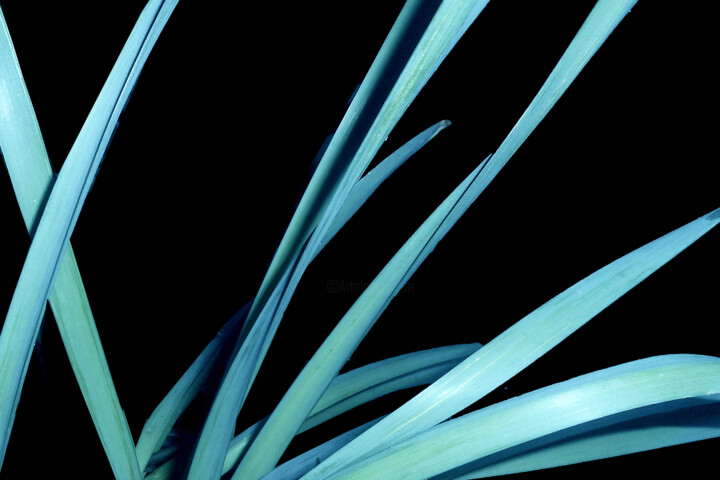 Photography titled "Tiges- végétales.jpg" by Lr Photographie, Original Artwork
