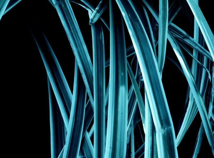 Photography titled "Forêt bleutée" by Lr Photographie, Original Artwork