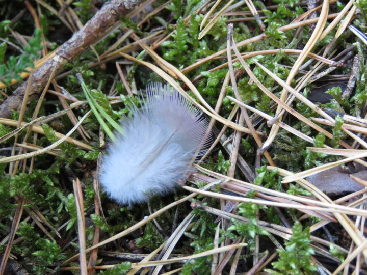 Fotografia zatytułowany „Voler” autorstwa Lecielbleu, Oryginalna praca