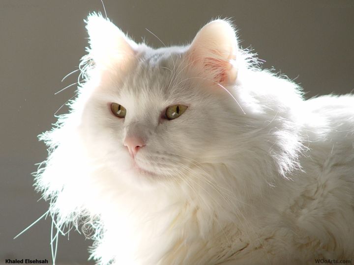 Photography titled "White Furry Cat" by Kal Elsehsah, Original Artwork