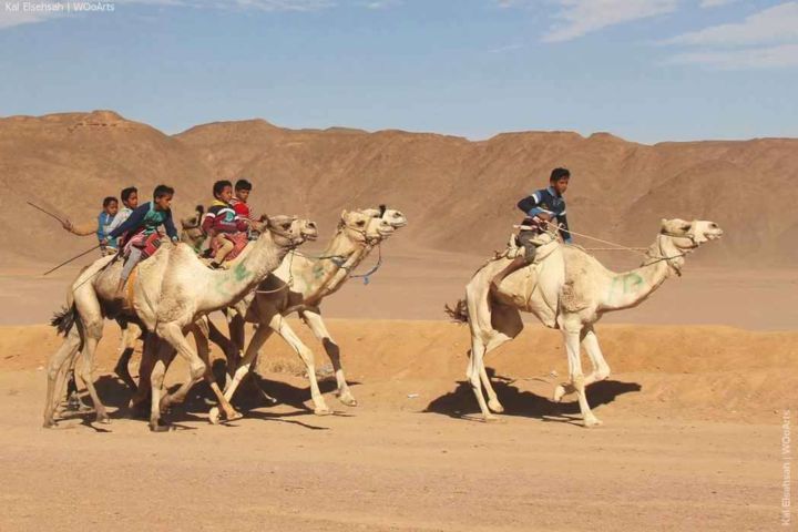 Photography titled "Camel Race in Sinai…" by Kal Elsehsah, Original Artwork