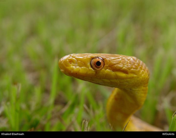 Photography titled "Snake Eye" by Kal Elsehsah, Original Artwork