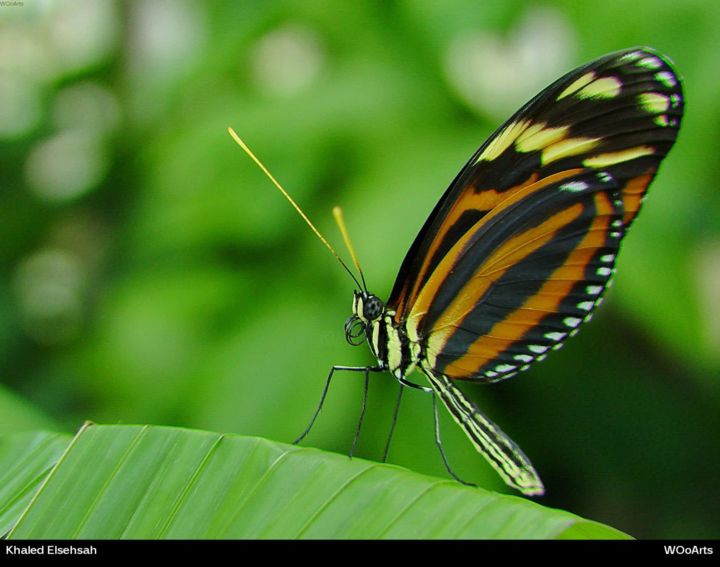 Photography titled "Butterfly" by Kal Elsehsah, Original Artwork