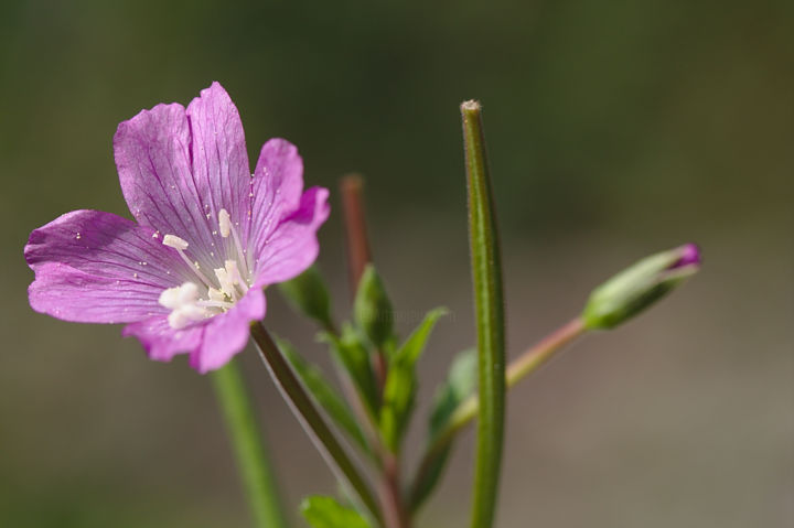 Photography titled "Naturellement fleur" by Philippe Robin, Original Artwork