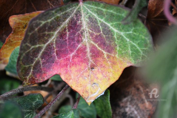 Photography titled "feuille d'automne II" by Mariska Ma Veepilaikaliyamma, Original Artwork