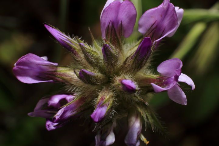 Photography titled "Trèfle bitumineux" by Philippe Robin, Original Artwork