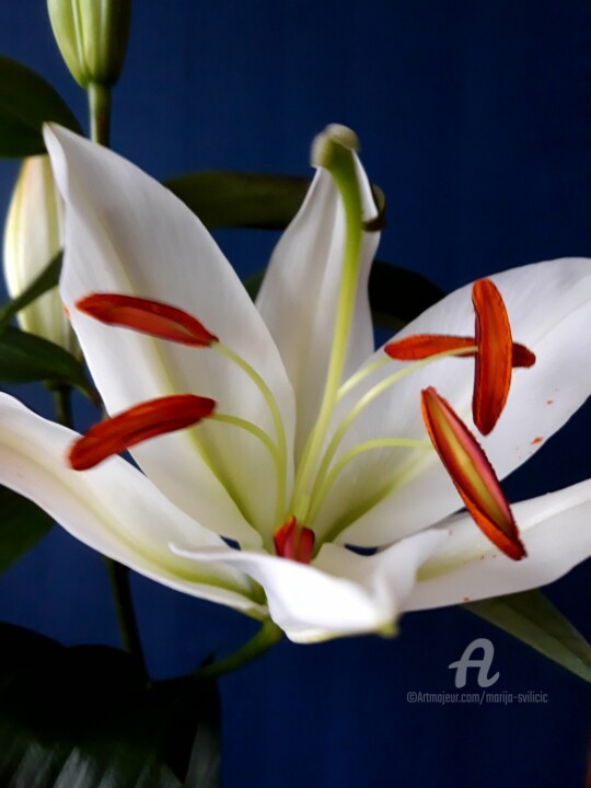「Flower motif - Lili…」というタイトルの写真撮影 Marija Sviličićによって, オリジナルのアートワーク, 操作されていない写真
