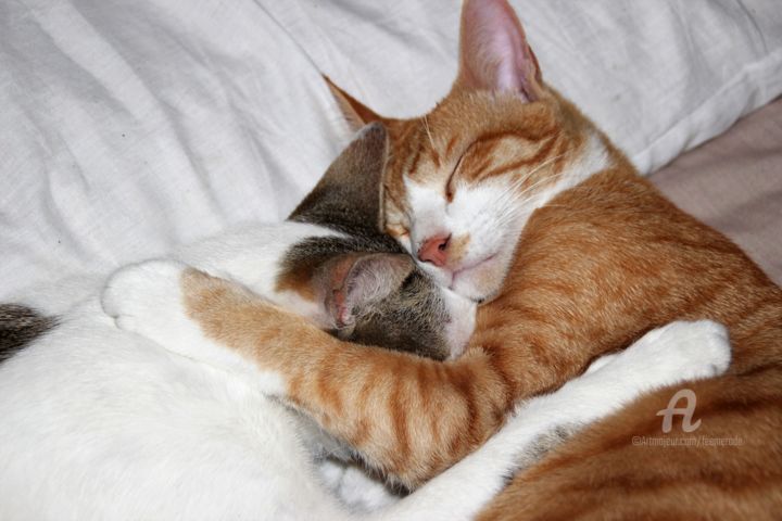 Chat'leur tendre 摄影
