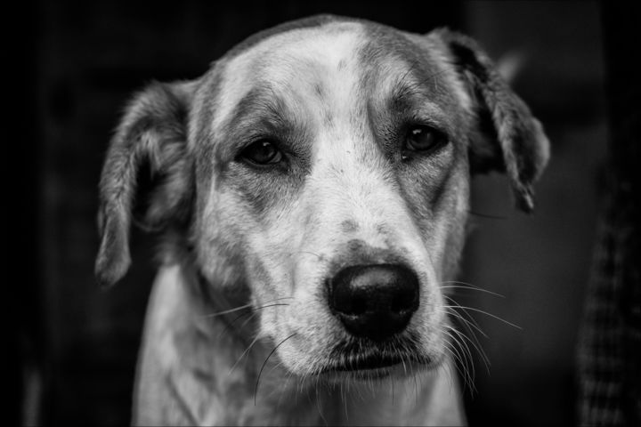 Fotografie getiteld "a dog" door Nadia D'Agaro, Origineel Kunstwerk