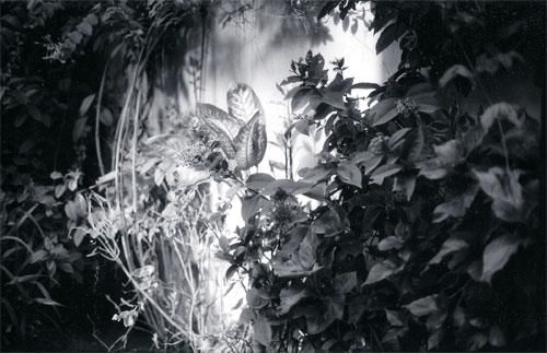 Photography titled "my gardem" by Murium Fatima Javed, Original Artwork