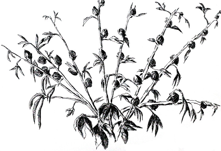 ink flowers drawings art raphael perez flower marker drawing 图画, 13.8x19.7 in