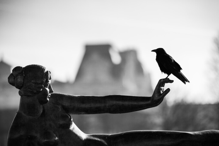 摄影 标题为“le corbeau et la dé…” 由Stéphane Machefer, 原创艺术品, 数码摄影