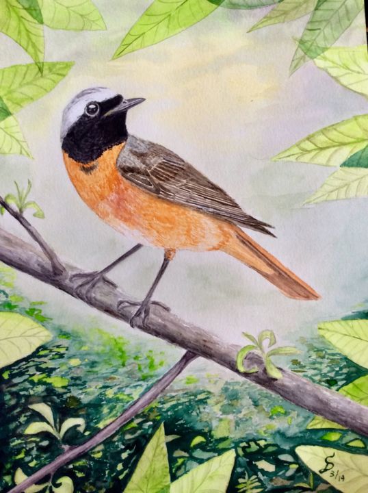 Peinture intitulée "rougequeue a front…" par Stefan Dhein, Œuvre d'art originale, Aquarelle