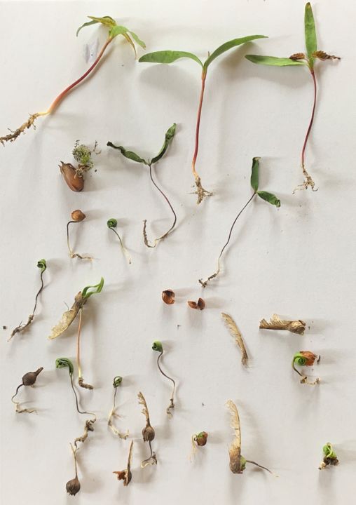 Photographie intitulée "PRINTEMPS" par Paul Yves Poumay, Œuvre d'art originale