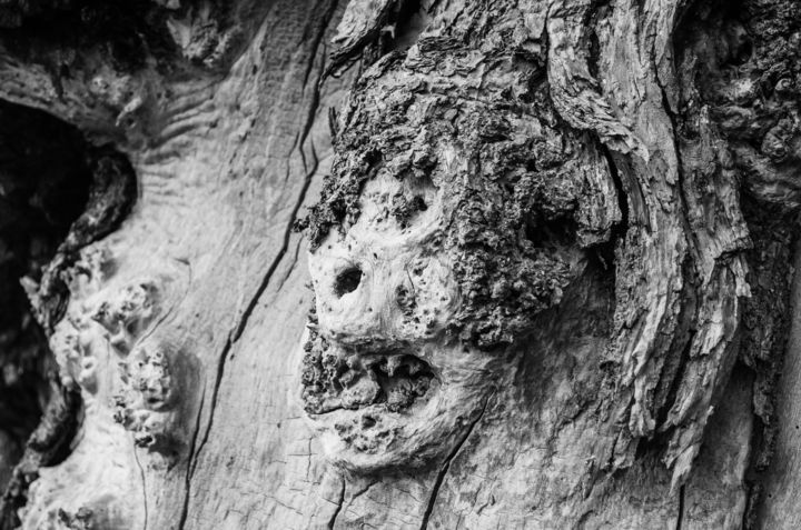 Fotografie getiteld "Father Tree" door Radu Ilie, Origineel Kunstwerk, Digitale fotografie