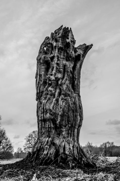 Fotografie getiteld "Nature's sculpture" door Radu Ilie, Origineel Kunstwerk, Digitale fotografie