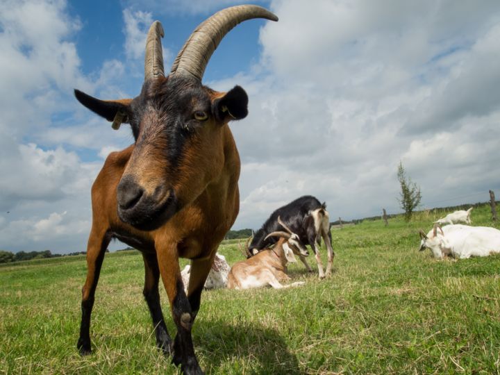 Photography titled "Ram is ram." by Penny Thergesen, Original Artwork