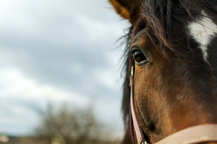 Photography titled "Song for me." by Penny Thergesen, Original Artwork