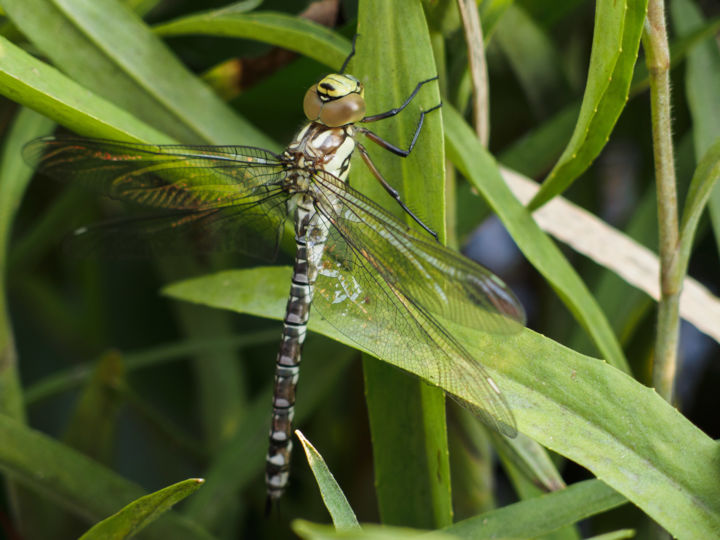 Photography titled "I am dragonfly......" by Hope, Original Artwork