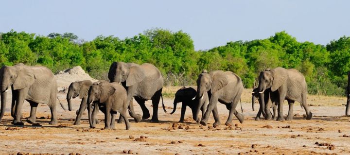 Photography titled "elephant-line.jpg" by Joe Key, Original Artwork
