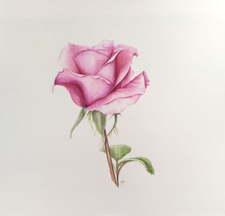 Painting titled "Pink Rose" by Liz Hansen, Original Artwork, Watercolor