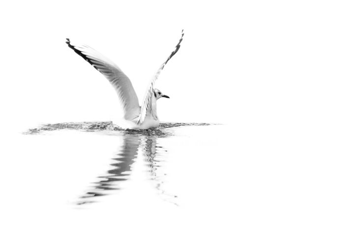 X-bird 摄影, 15.8x23.6 in