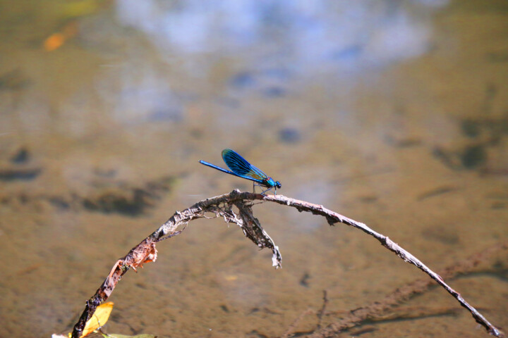 "Libellule" başlıklı Fotoğraf Paris tarafından, Orijinal sanat