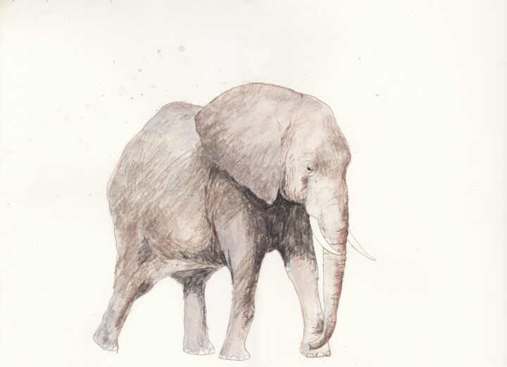 Drawing titled "elephant-40x30.jpg" by Fleur Elise Noble, Original Artwork, Pencil