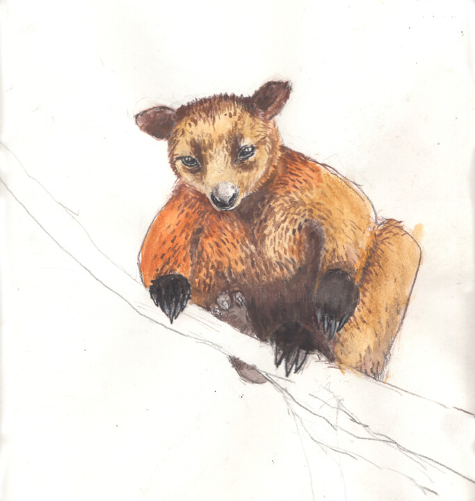 Drawing titled "Tree Kangaroo" by Fleur Elise Noble, Original Artwork, Pastel