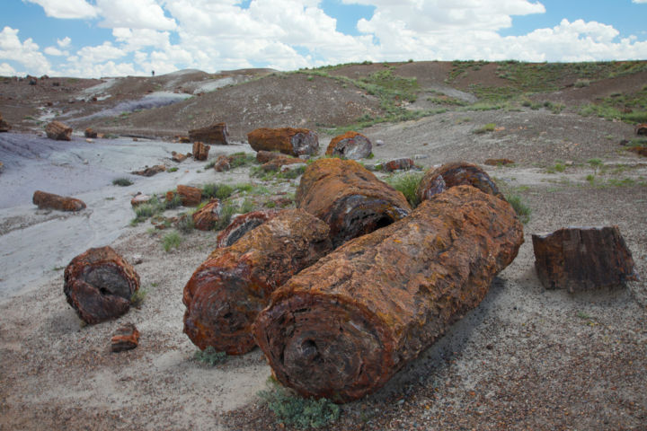 Photography titled "Petrified Logs" by Ronald Santini, Original Artwork