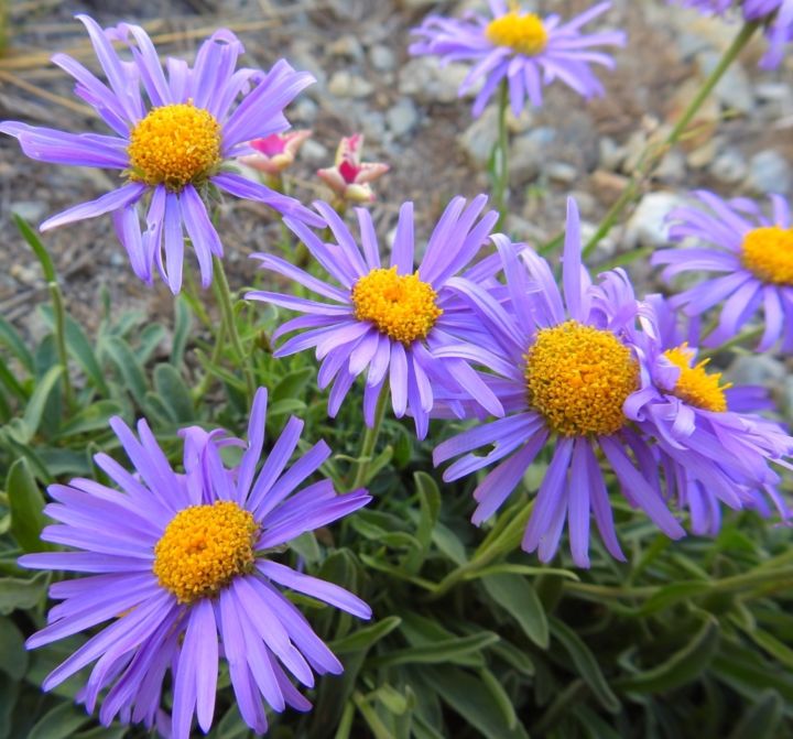 Photography titled "Fleurs" by Delphine Fabregat, Original Artwork, Digital Photography