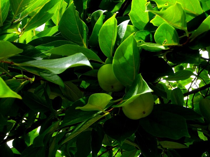 Photography titled "Kaki... vert!" by Eugenia Delad, Original Artwork, Digital Photography