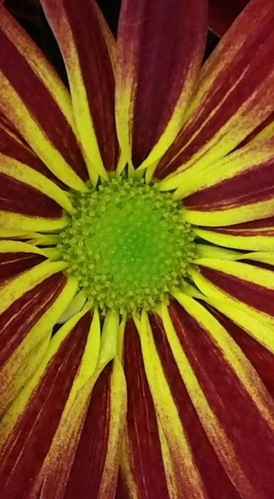 Photography titled "Rays of Sunshine" by Tina Elizabeth Watson, Original Artwork, Digital Photography