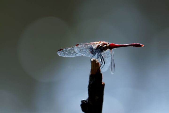 Photographie intitulée "La libellule se don…" par Céline Pivoine Eyes, Œuvre d'art originale, Photographie numérique