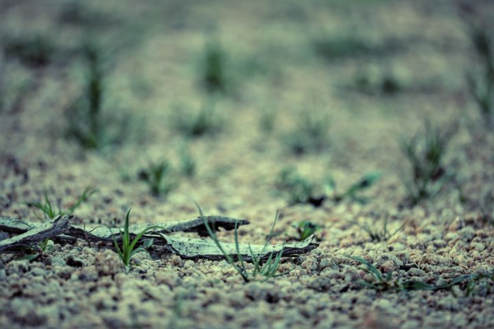 Photographie intitulée "Herbe sur plage" par Céline Pivoine Eyes, Œuvre d'art originale, Photographie numérique