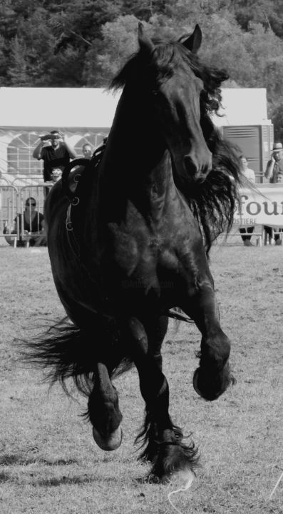 Photography titled "Frison" by Delphine Fabregat, Original Artwork, Digital Photography