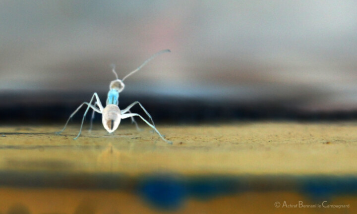"Le petit prince de…" başlıklı Dijital Sanat Achraf Bennani tarafından, Orijinal sanat, Foto Montaj
