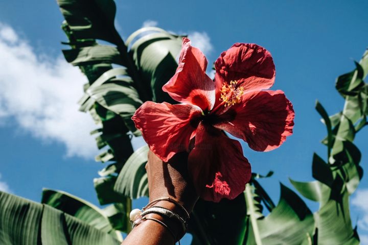 Photography titled "Tropical flower - h…" by Anais Delphin, Original Artwork, Digital Photography